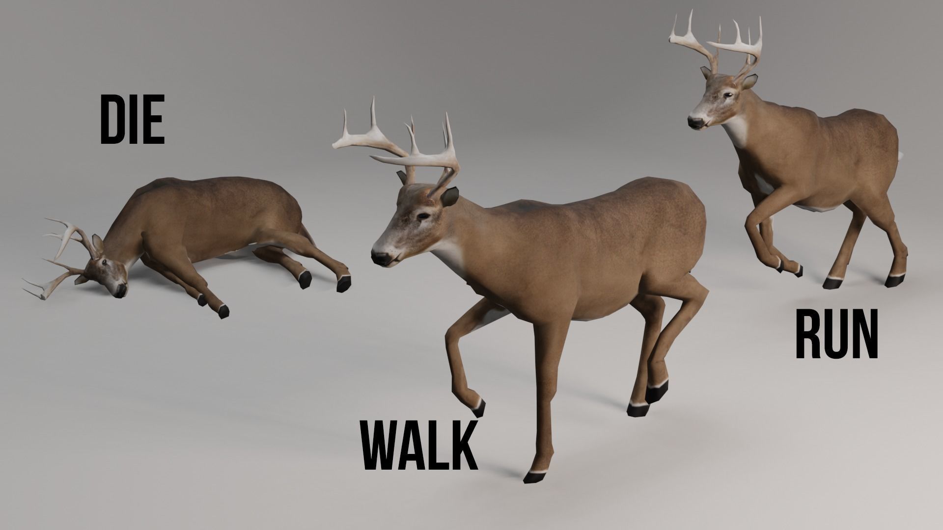 White-Tailed Deer Low-poly 3D model_3
