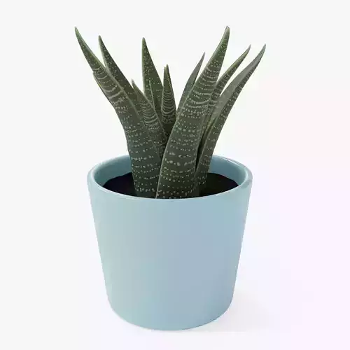 Decorative Succulent Plant in the pot