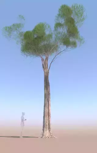 Pinus pinea stone pine adult C 3D model