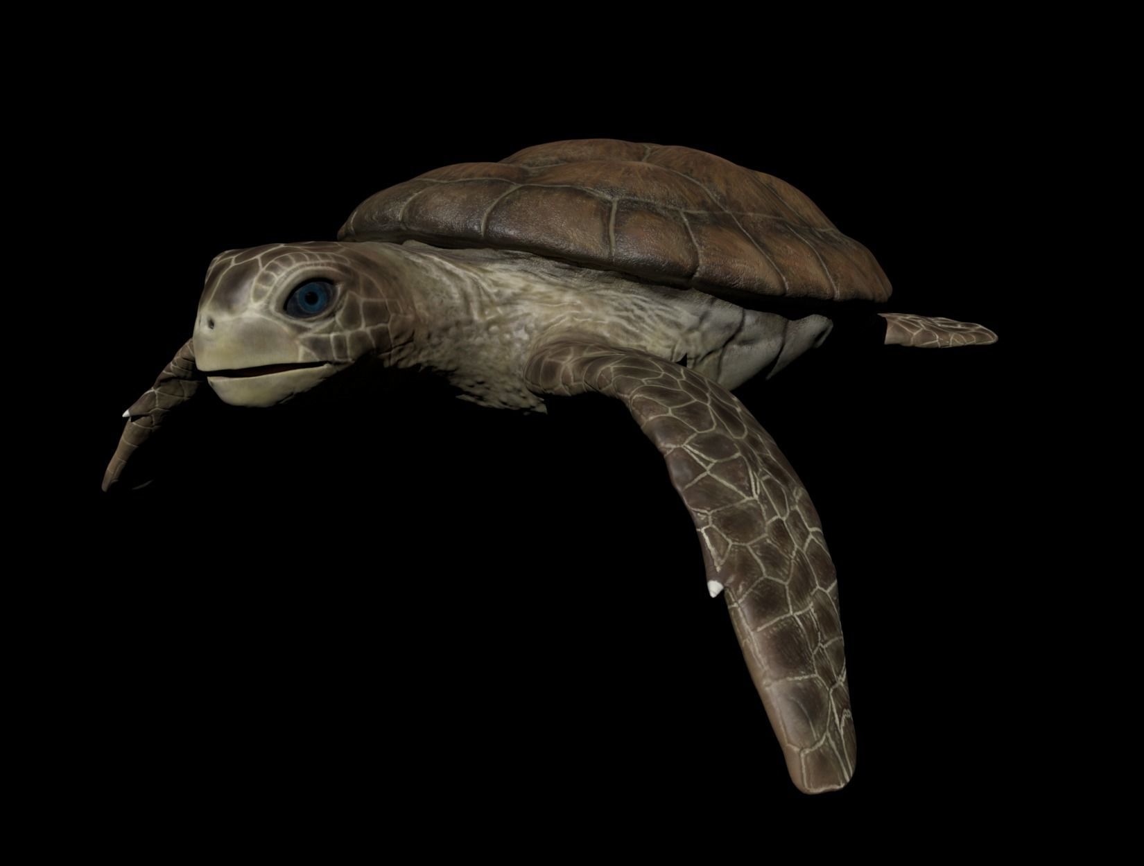 TURTLE sea Low-poly 3D model_9