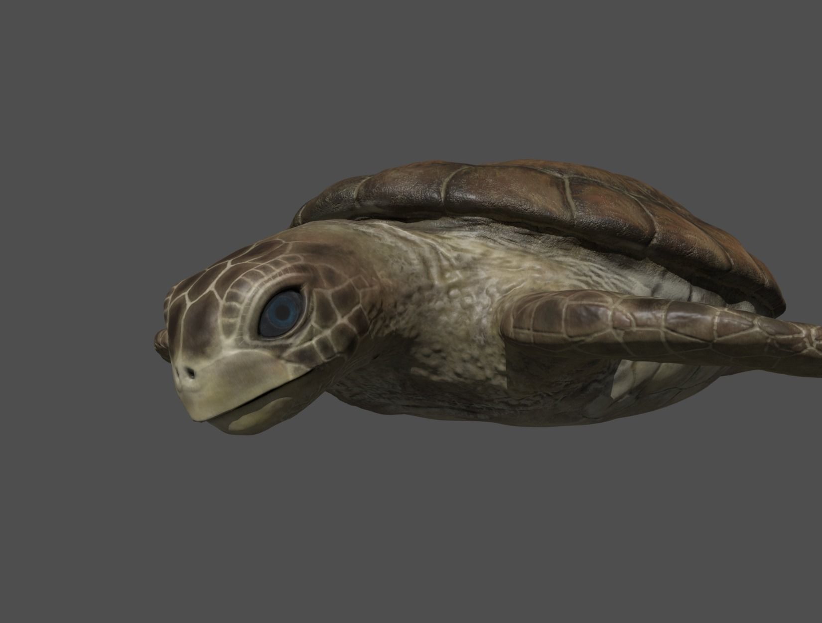 TURTLE sea Low-poly 3D model_21