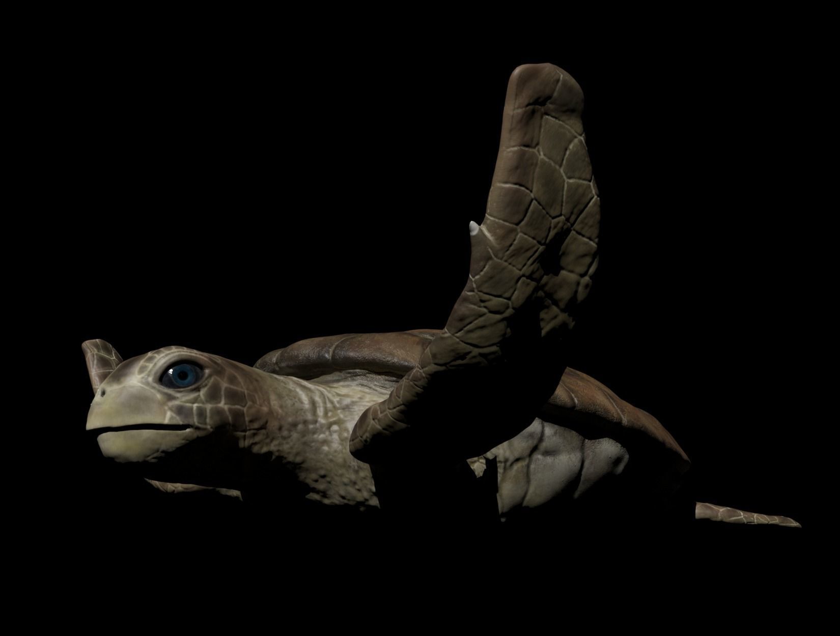 TURTLE sea Low-poly 3D model_12