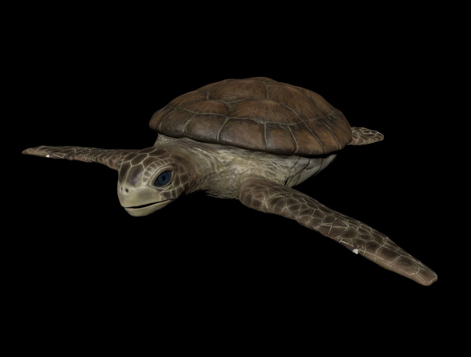 TURTLE sea Low-poly 3D model_8