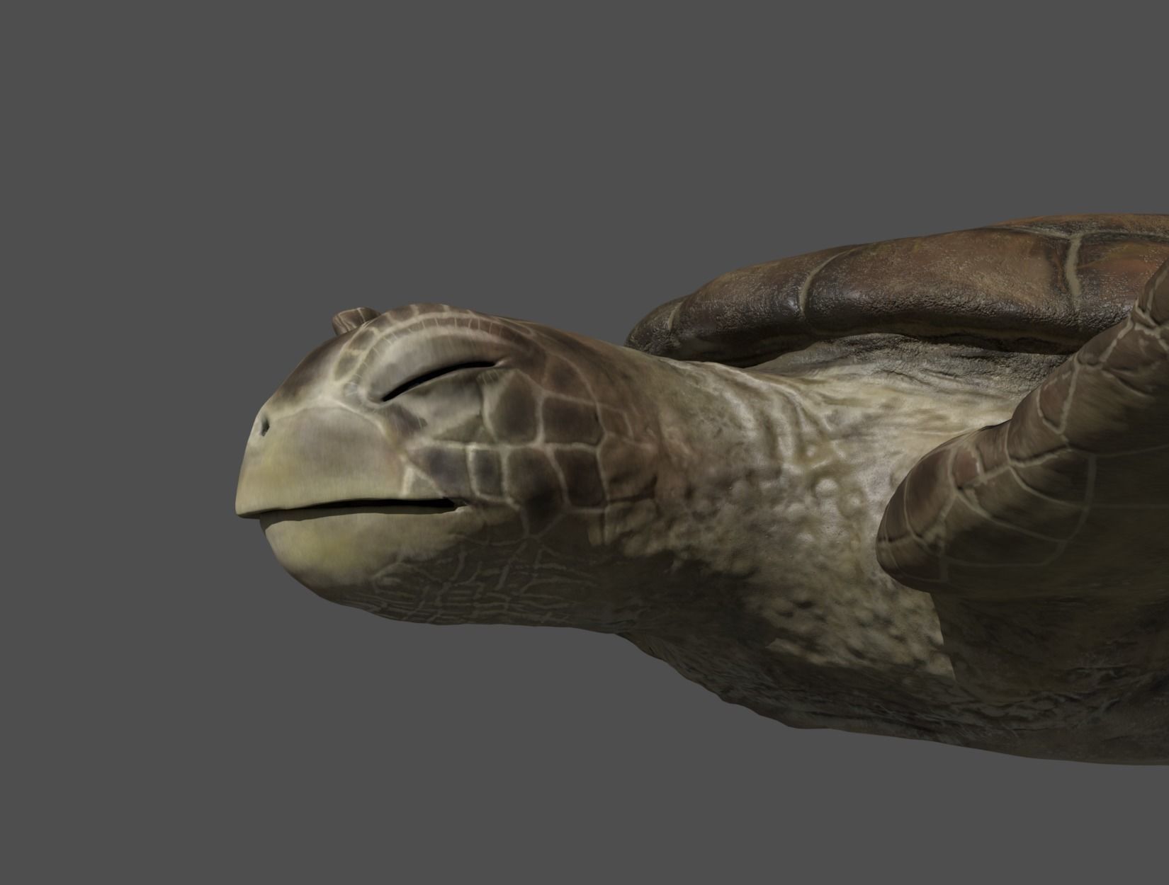 TURTLE sea Low-poly 3D model_15