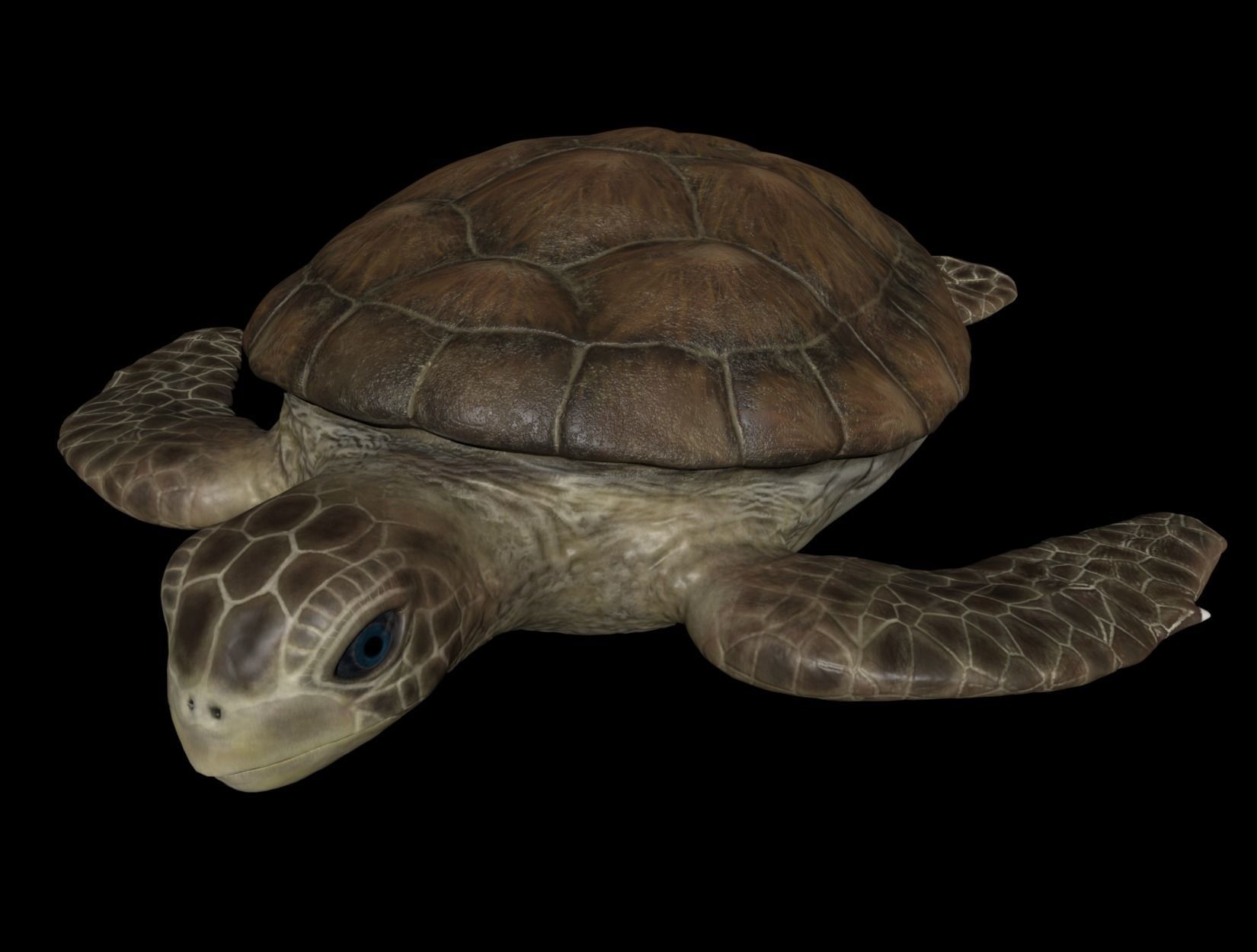 TURTLE sea Low-poly 3D model_3
