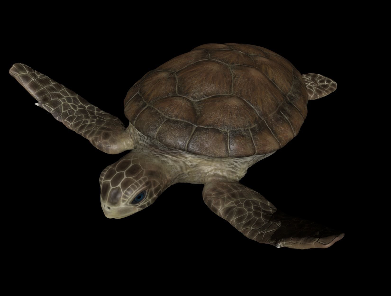 TURTLE sea Low-poly 3D model_11