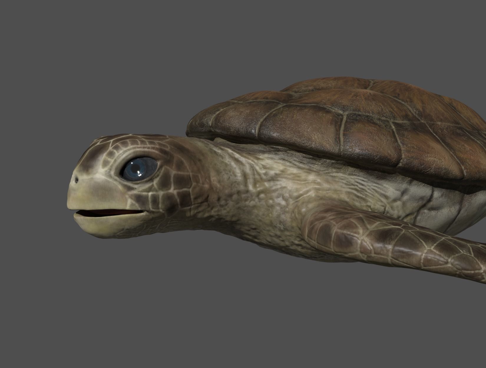 TURTLE sea Low-poly 3D model_27