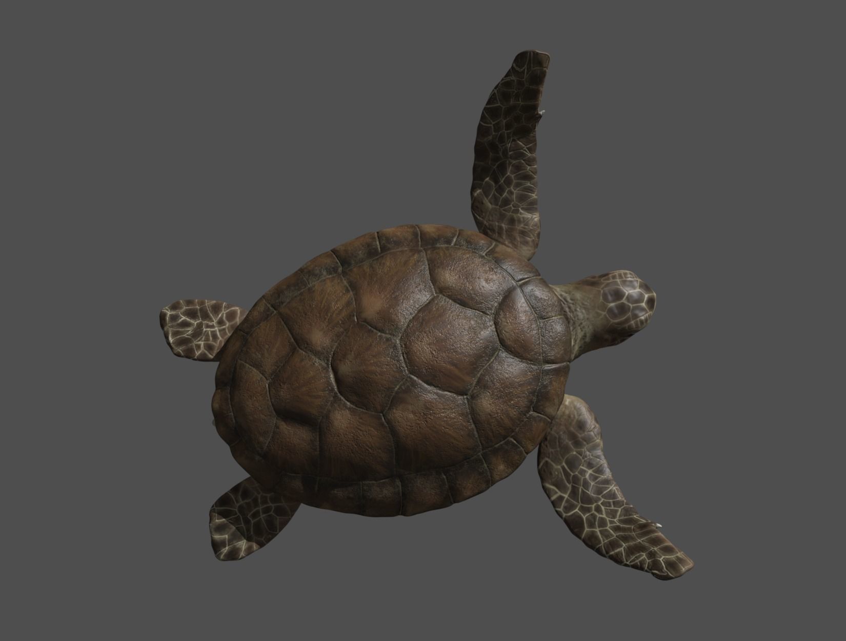 TURTLE sea Low-poly 3D model_16