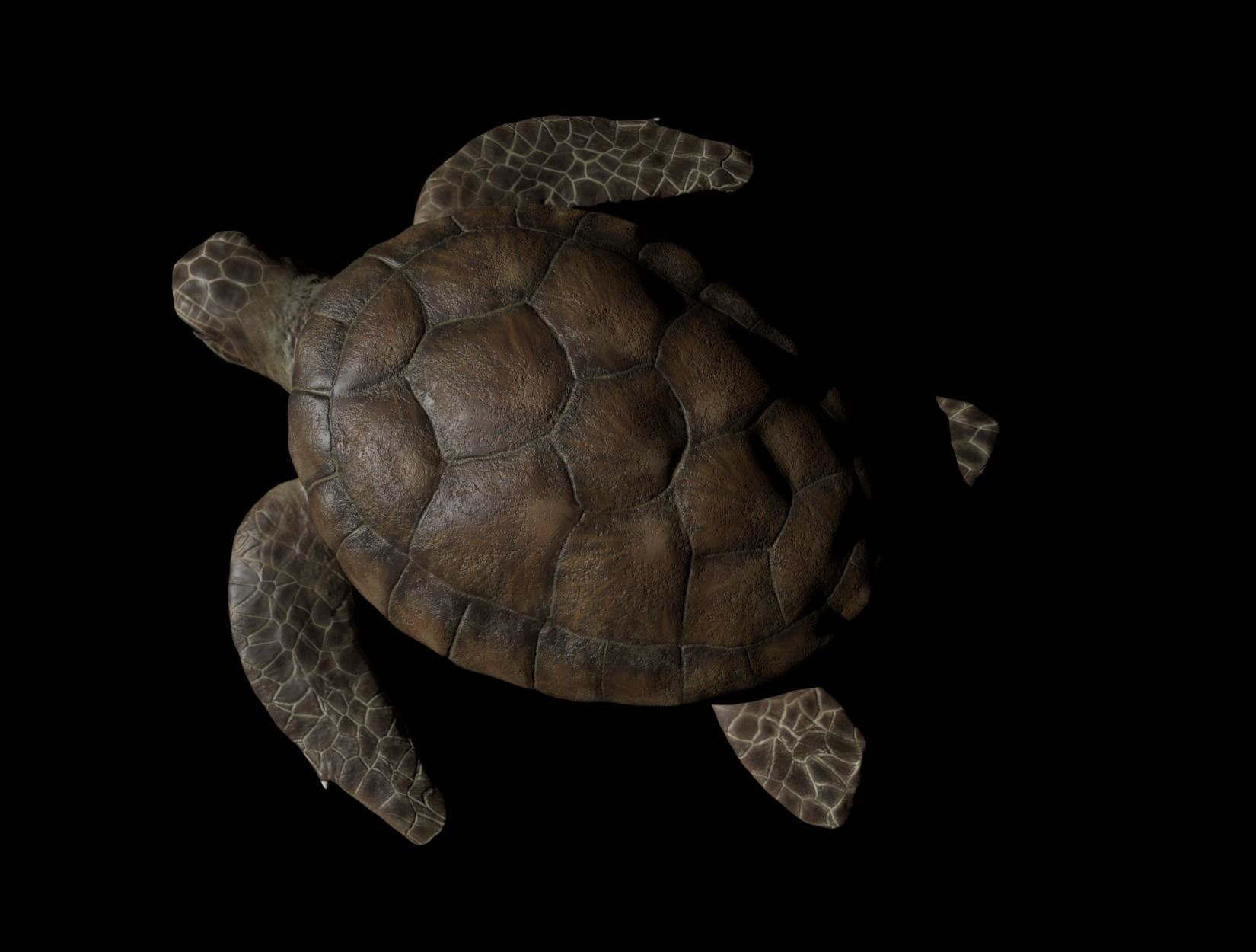 TURTLE sea Low-poly 3D model_6