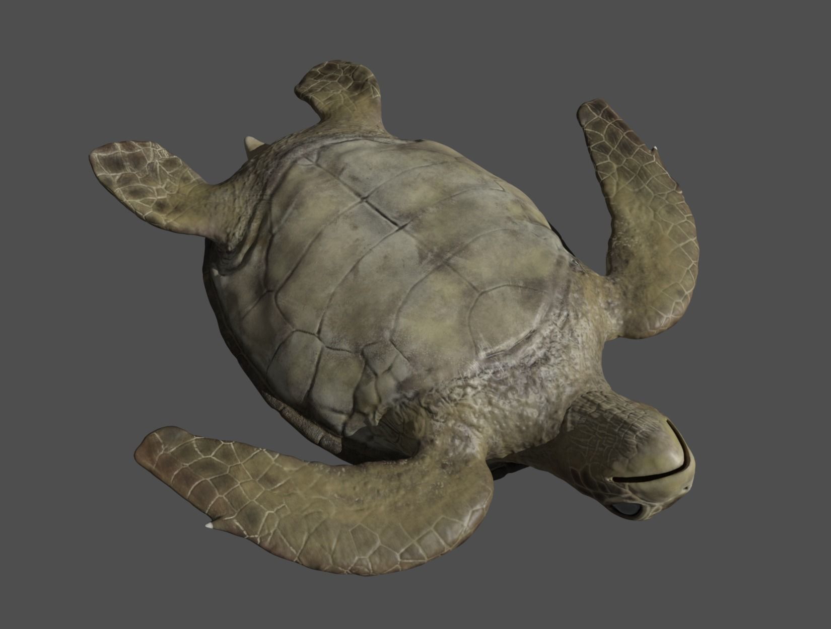 TURTLE sea Low-poly 3D model_24