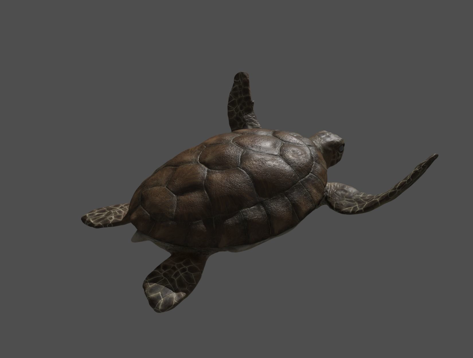 TURTLE sea Low-poly 3D model_17