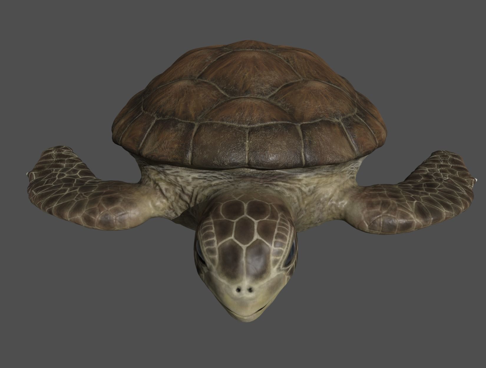 TURTLE sea Low-poly 3D model_7