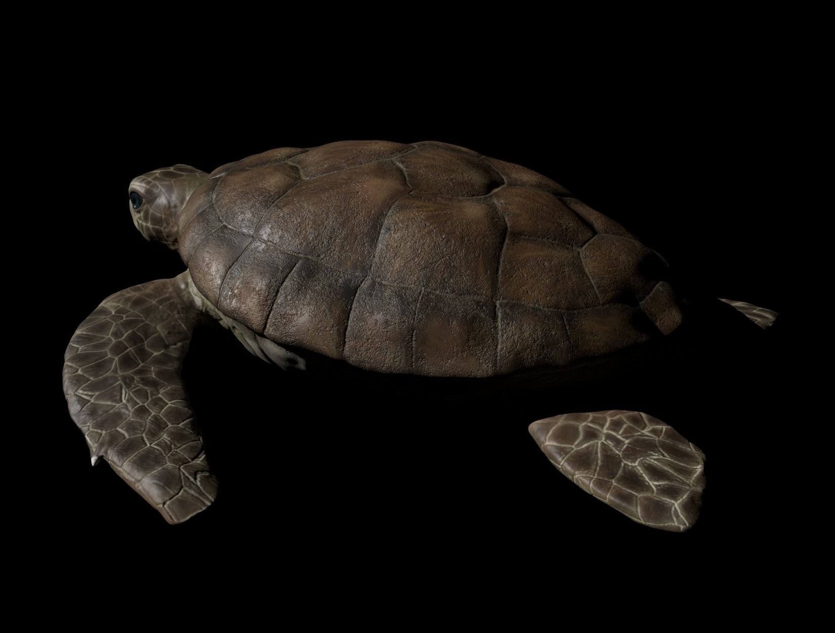 TURTLE sea Low-poly 3D model_5