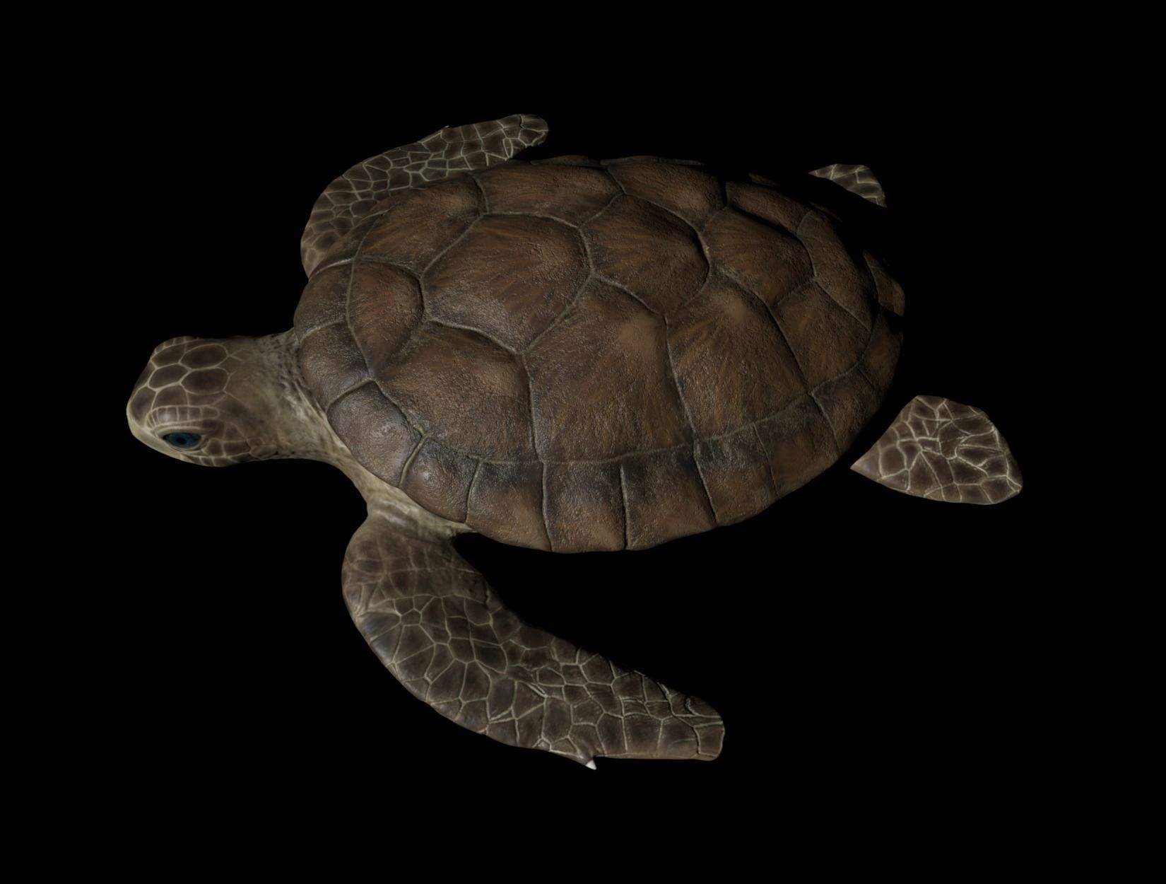 TURTLE sea Low-poly 3D model_4