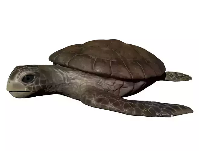 TURTLE sea Low-poly 3D model