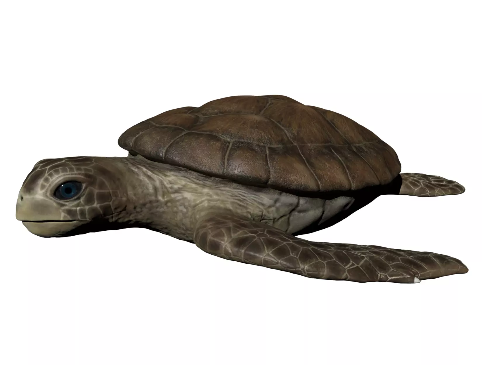 TURTLE sea Low-poly 3D model_0