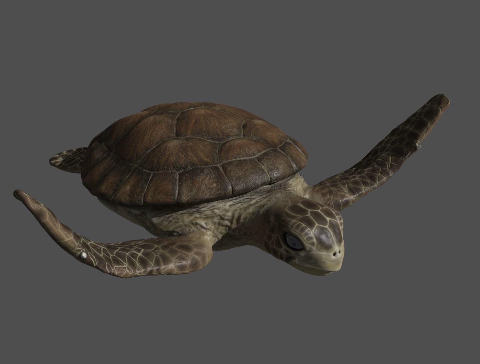 TURTLE sea Low-poly 3D model_14