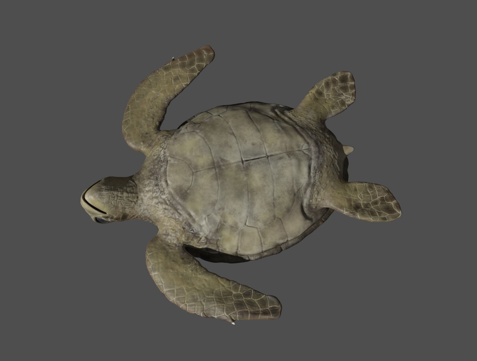 TURTLE sea Low-poly 3D model_22