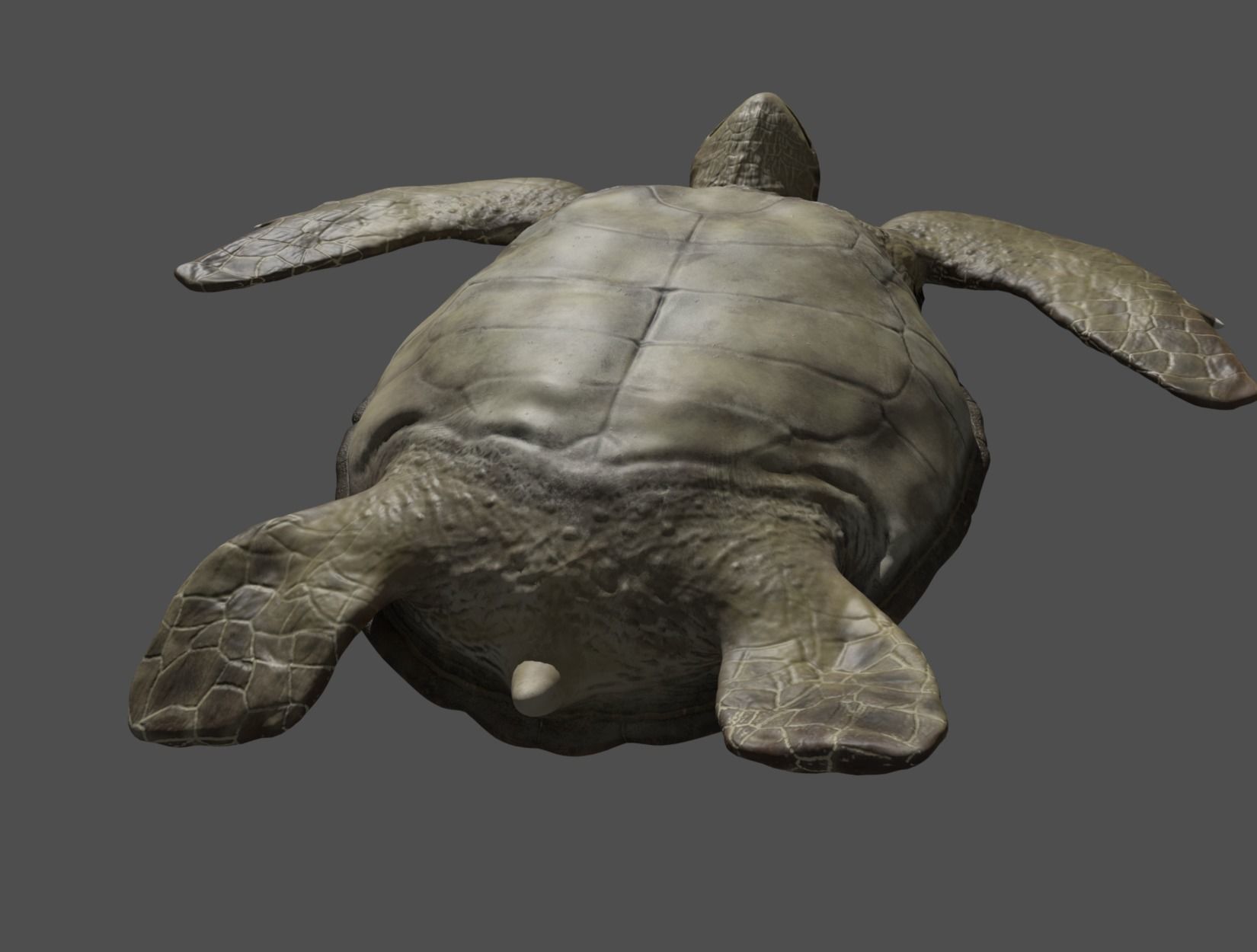 TURTLE sea Low-poly 3D model_23