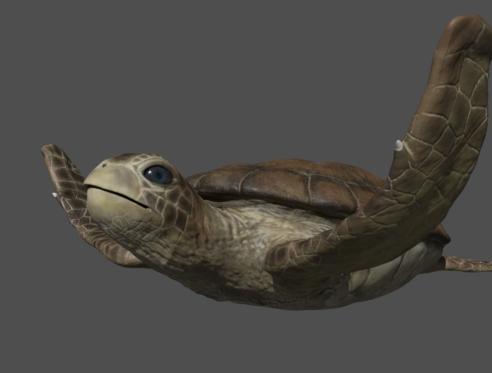 TURTLE sea Low-poly 3D model_13