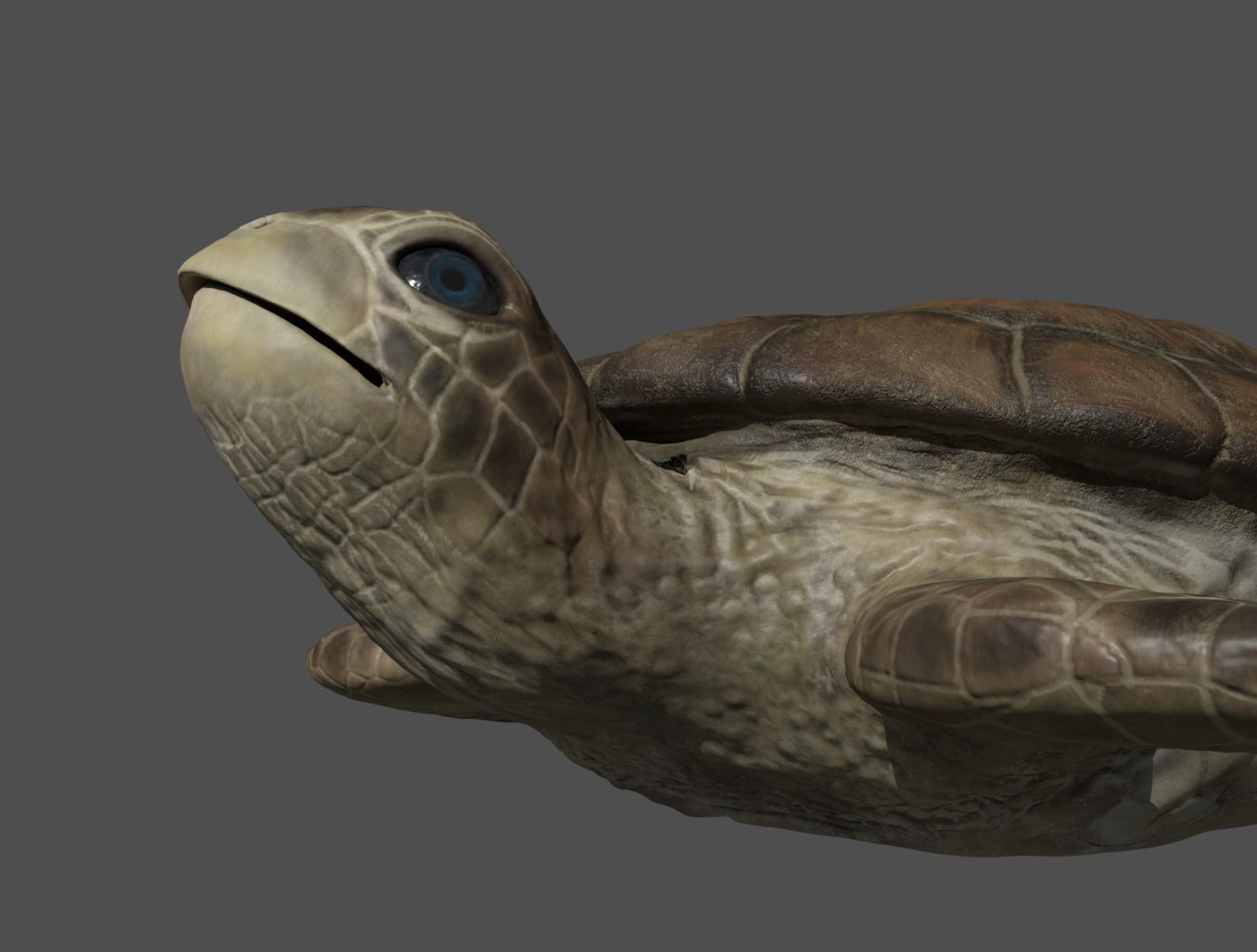TURTLE sea Low-poly 3D model_20