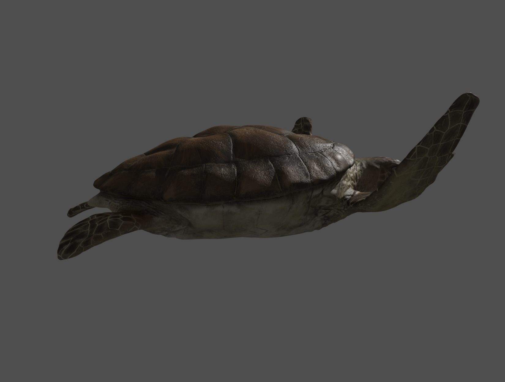 TURTLE sea Low-poly 3D model_18
