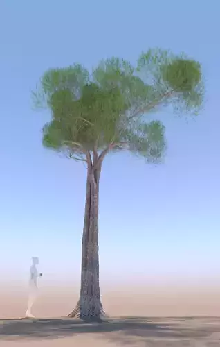 Pinus pinea stone pine adult B 3D model