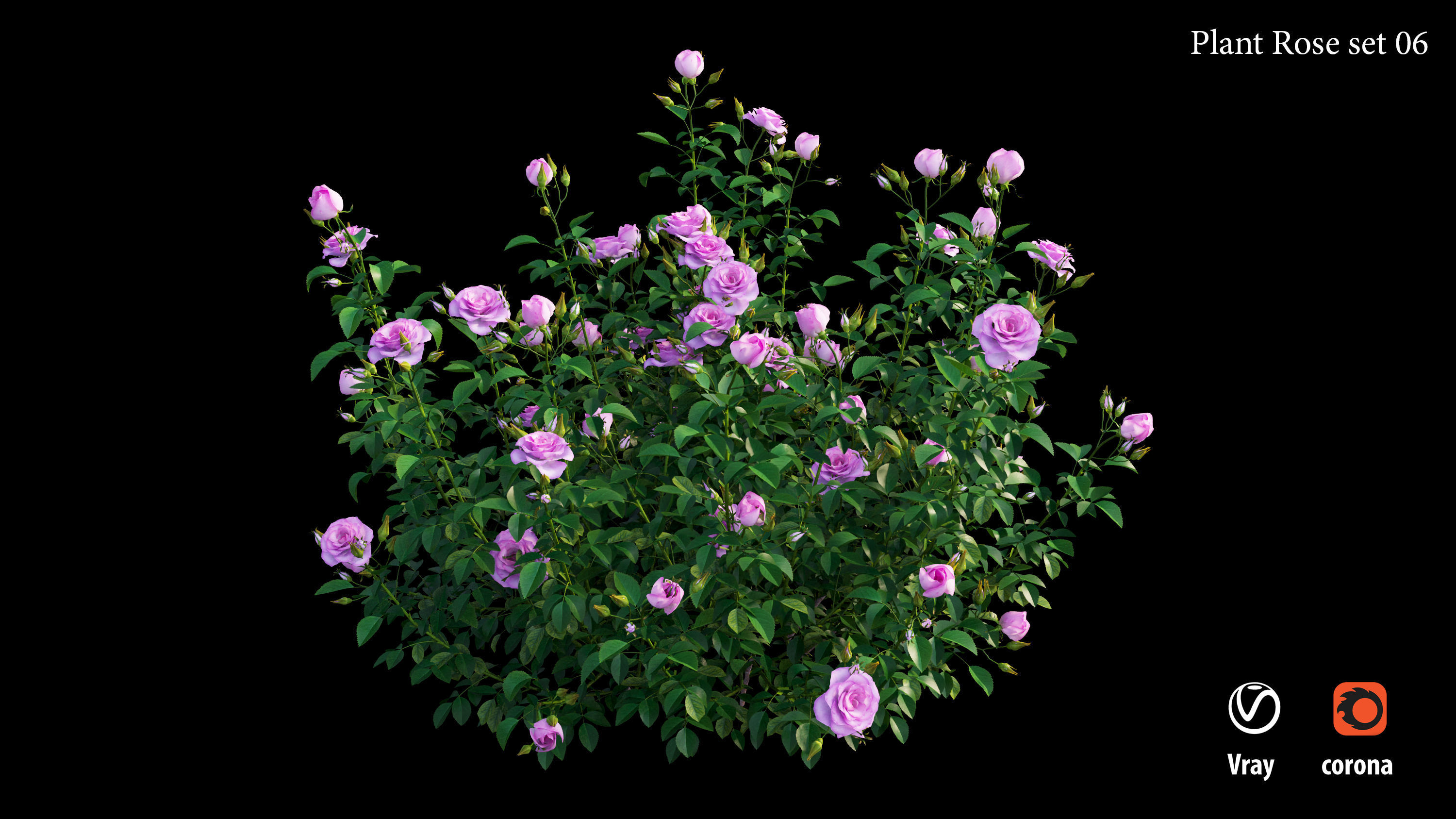 Plant rose set 07 3D model_6