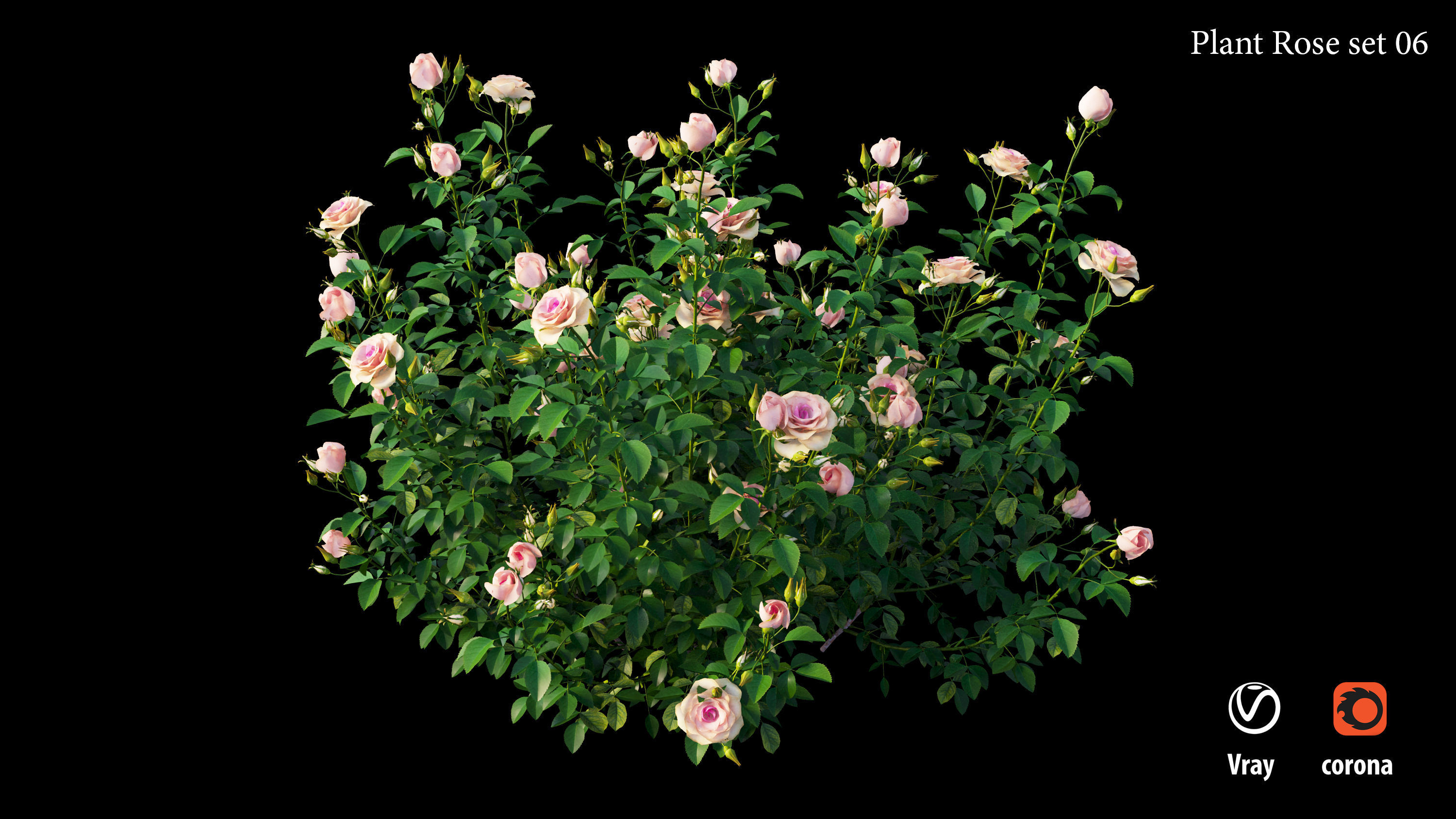 Plant rose set 07 3D model_9