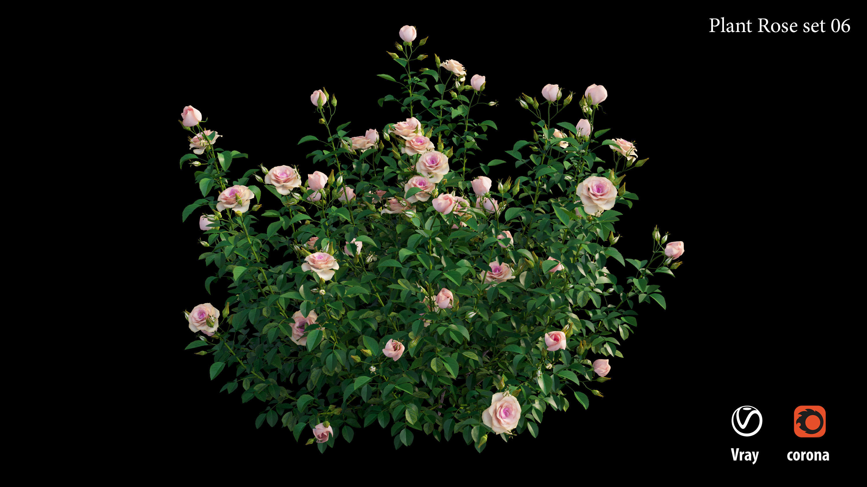 Plant rose set 07 3D model_5