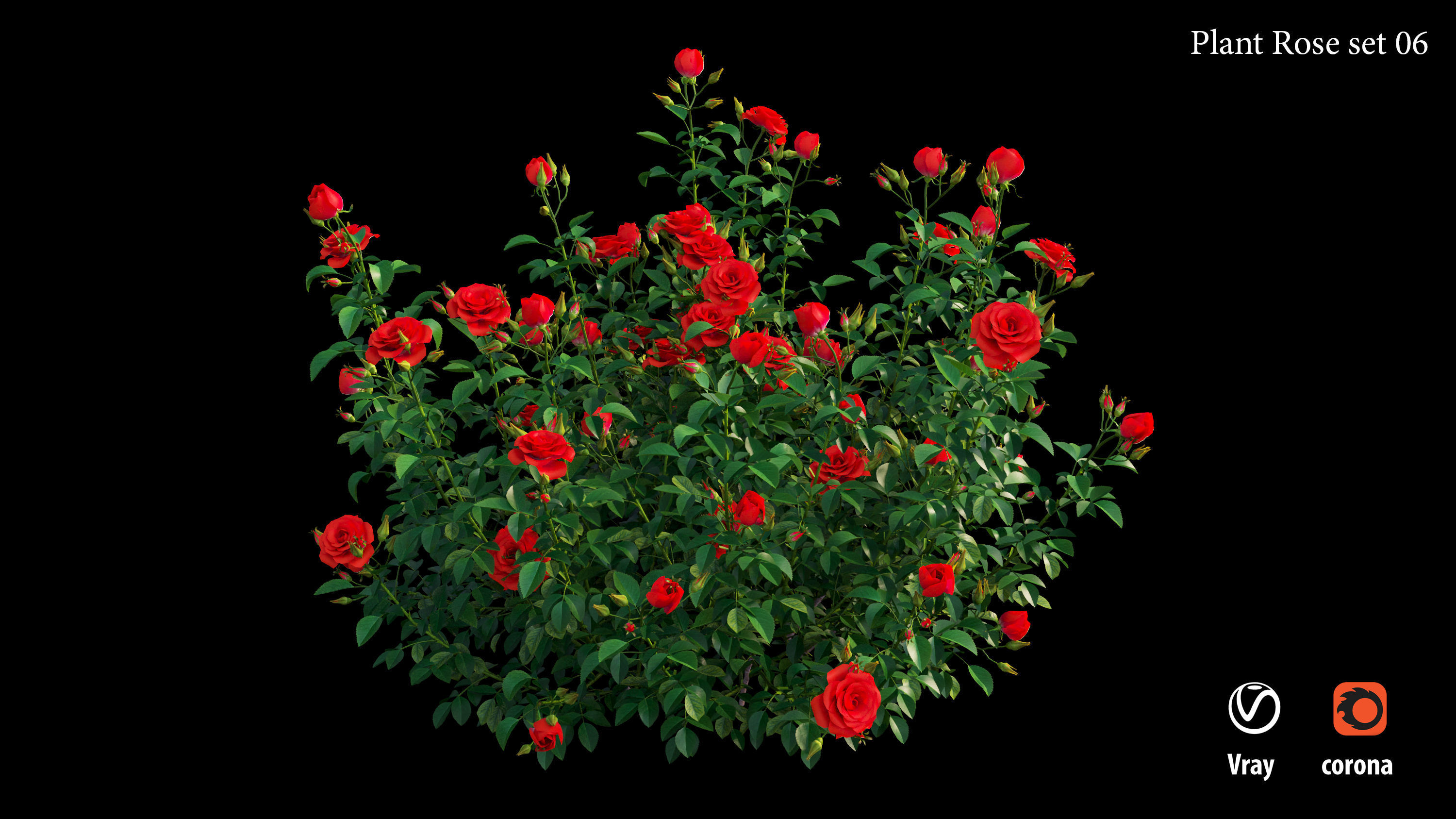 Plant rose set 07 3D model_8