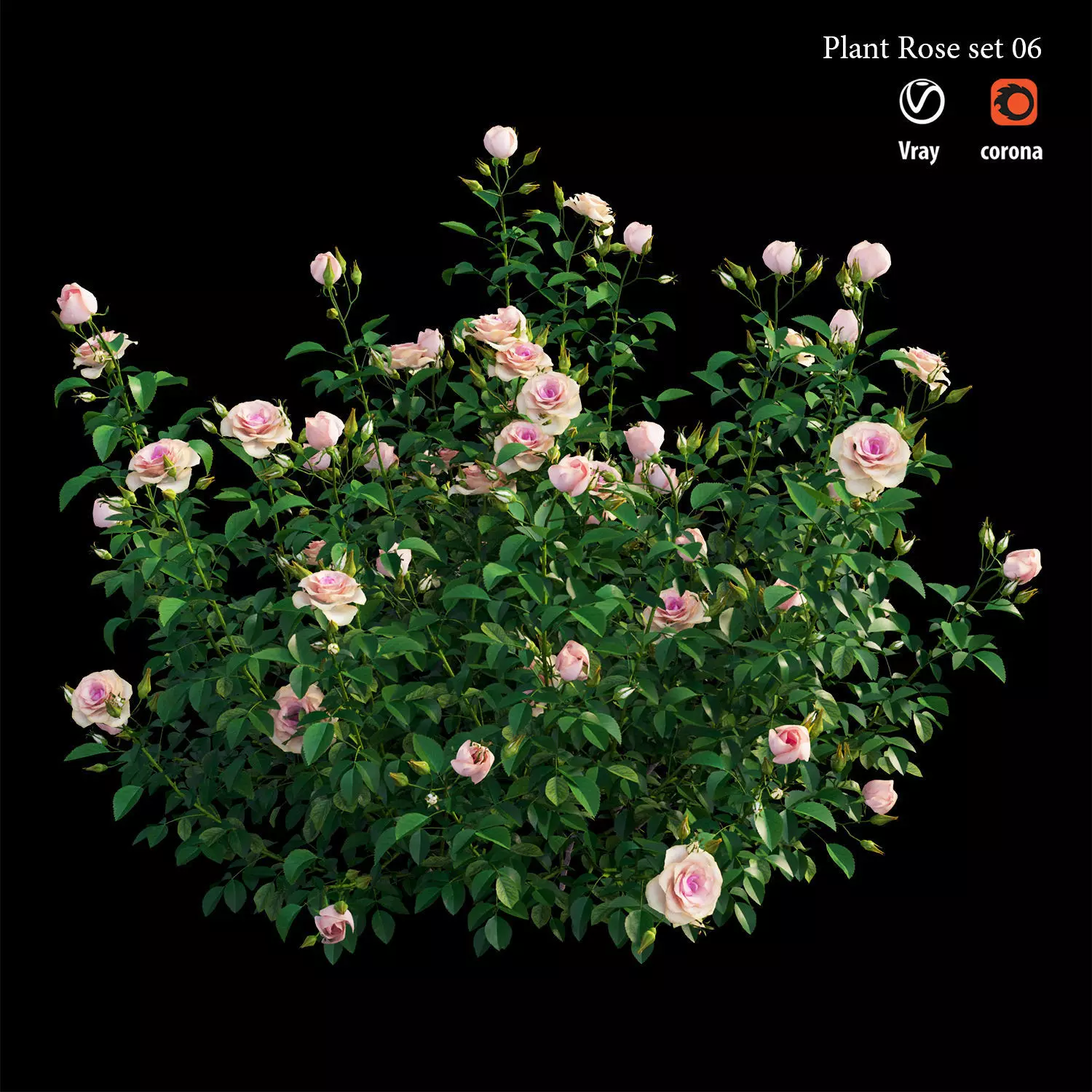 Plant rose set 07 3D model_0