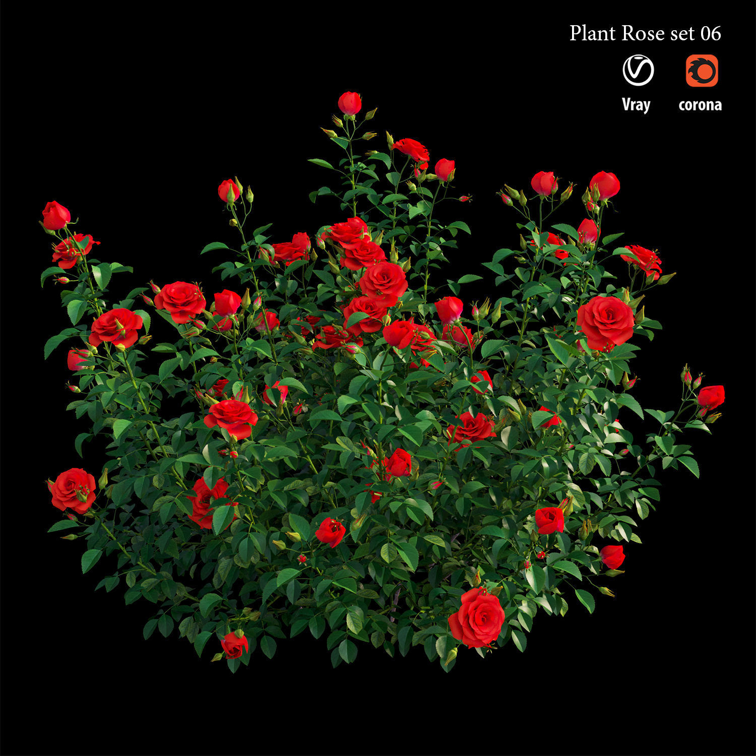 Plant rose set 07 3D model_3