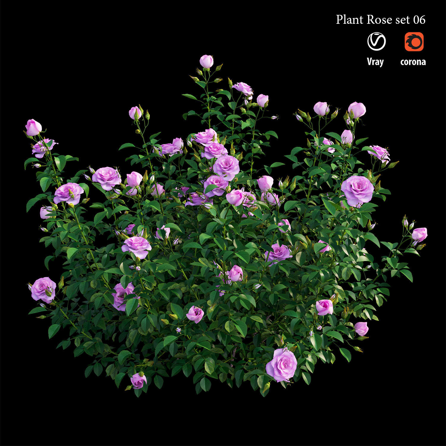 Plant rose set 07 3D model_1