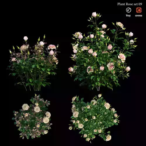 Plant rose set 09 3D model