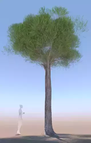 Pinus pinea stone pine adult A 3D model