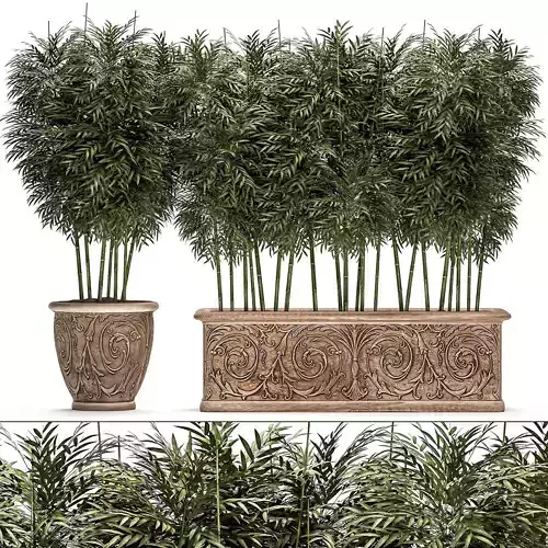 Bamboo tree in classic flowerpots for parks and garden 495