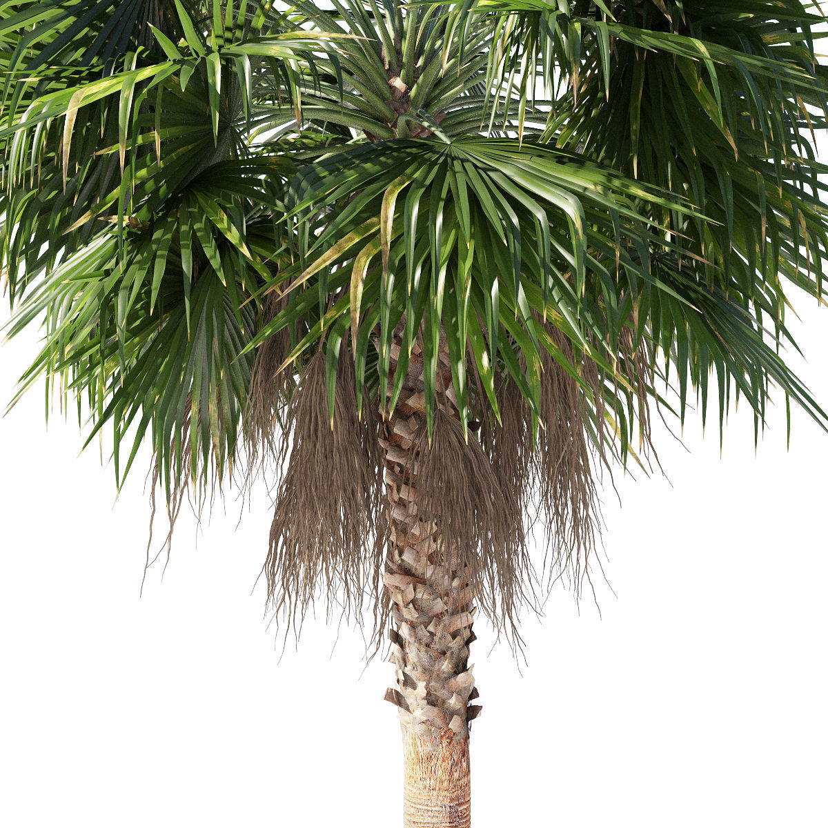 Washingtonia robusta  mexican fan palm 2 3D model_2