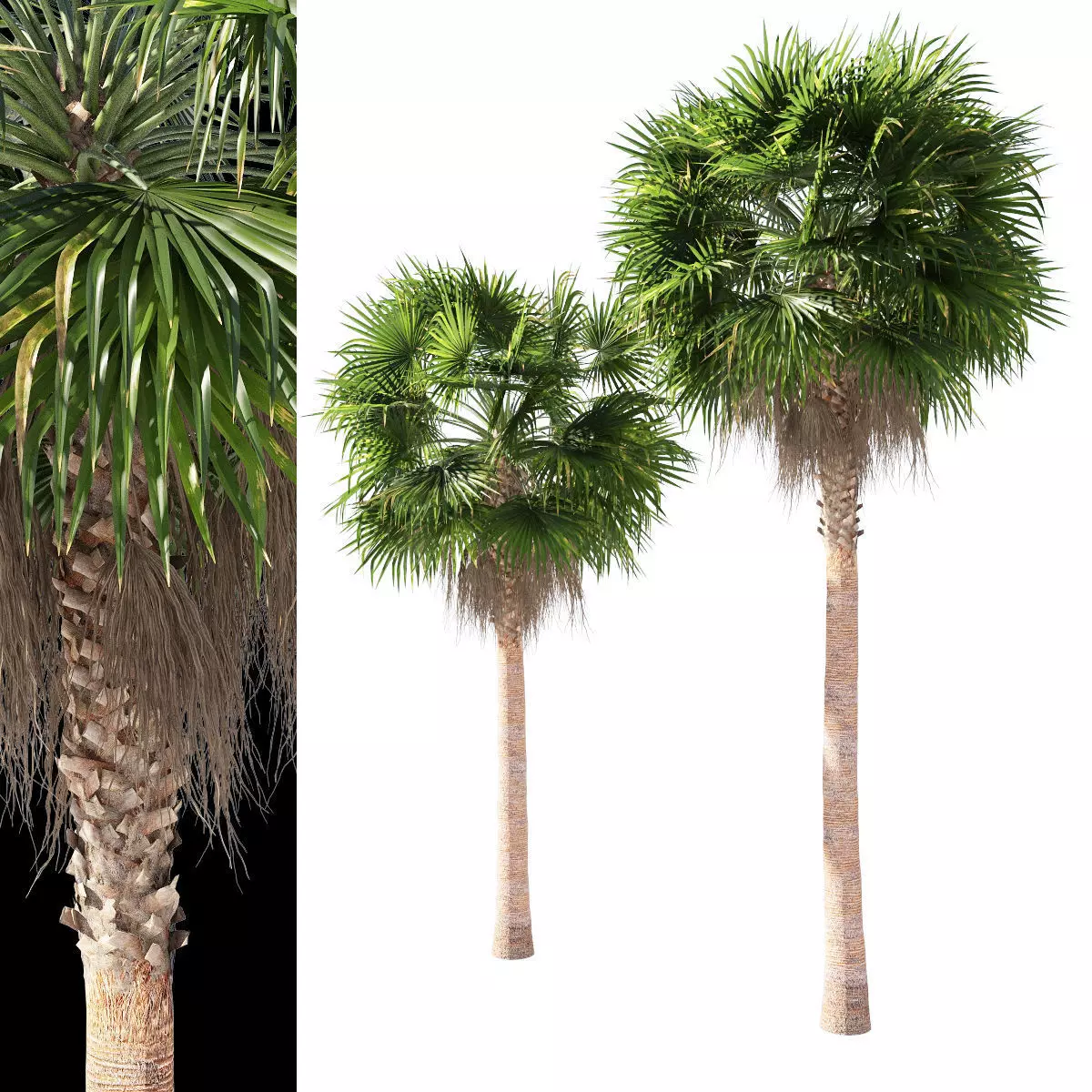 Washingtonia robusta  mexican fan palm 2 3D model_0