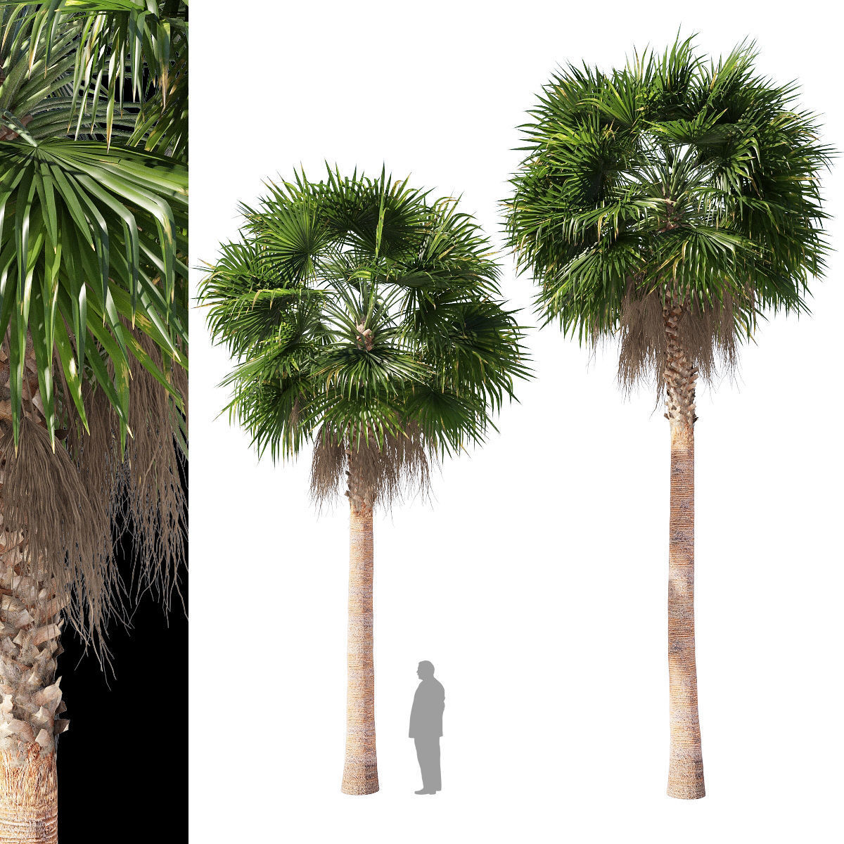 Washingtonia robusta  mexican fan palm 2 3D model_3