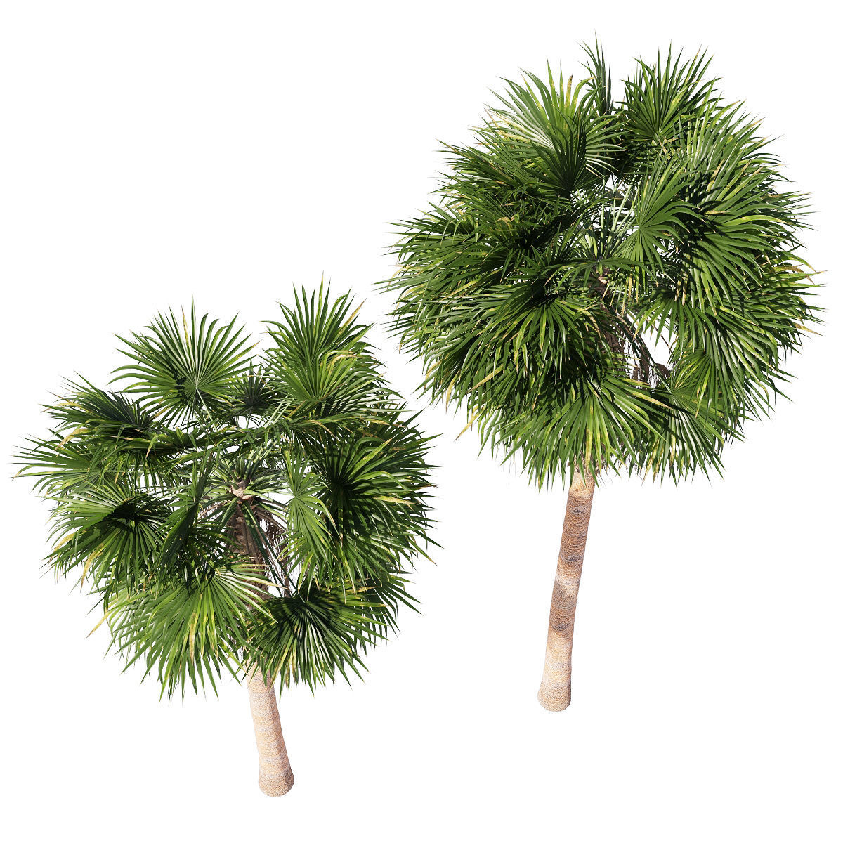 Washingtonia robusta  mexican fan palm 2 3D model_1