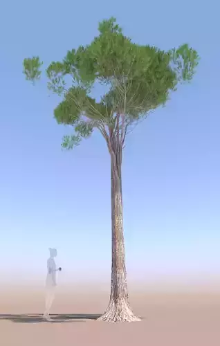Pinus pinea stone pine adult D 3D model