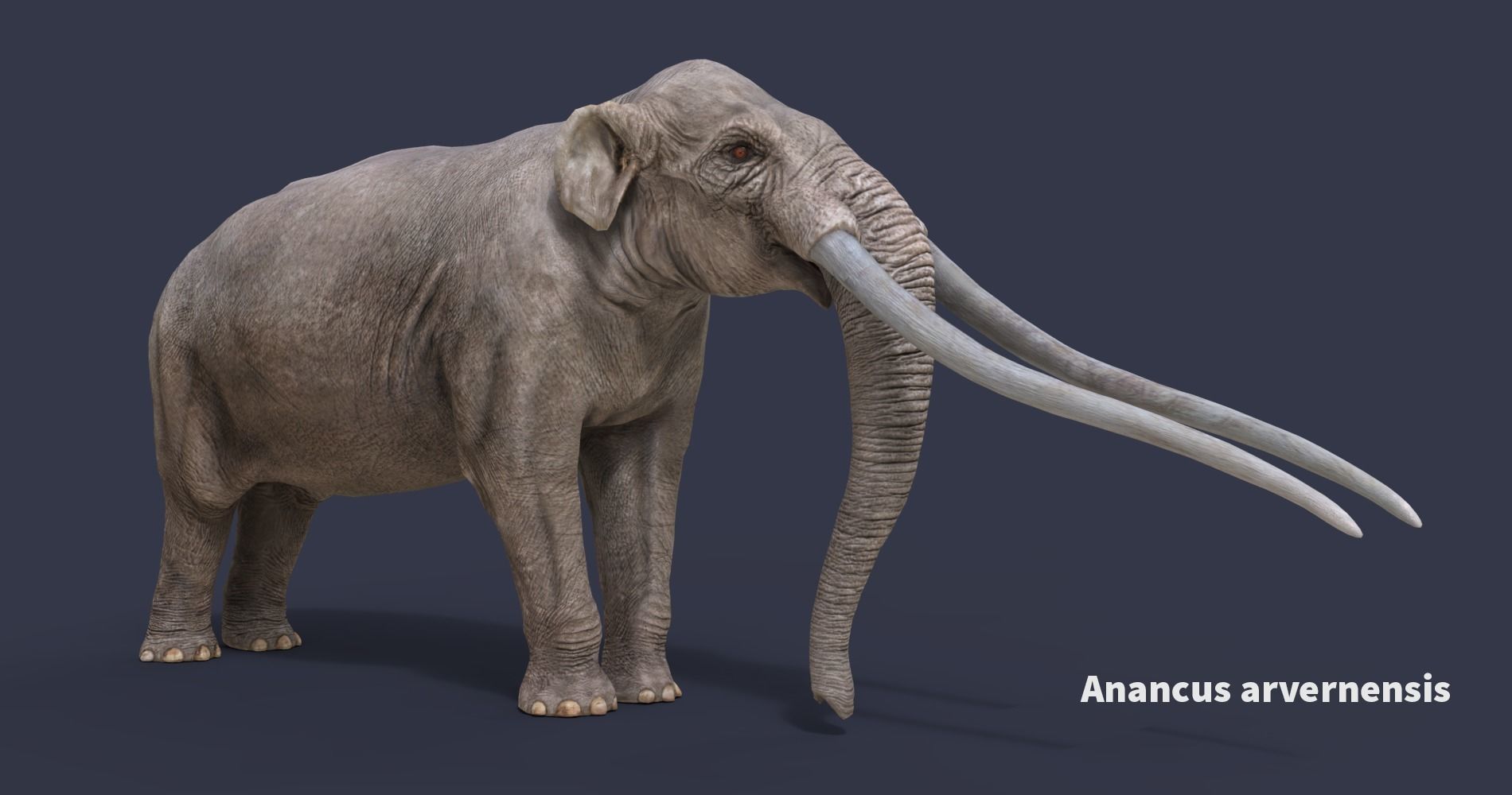 Extinct animals pack version 9 Low-poly 3D model_5