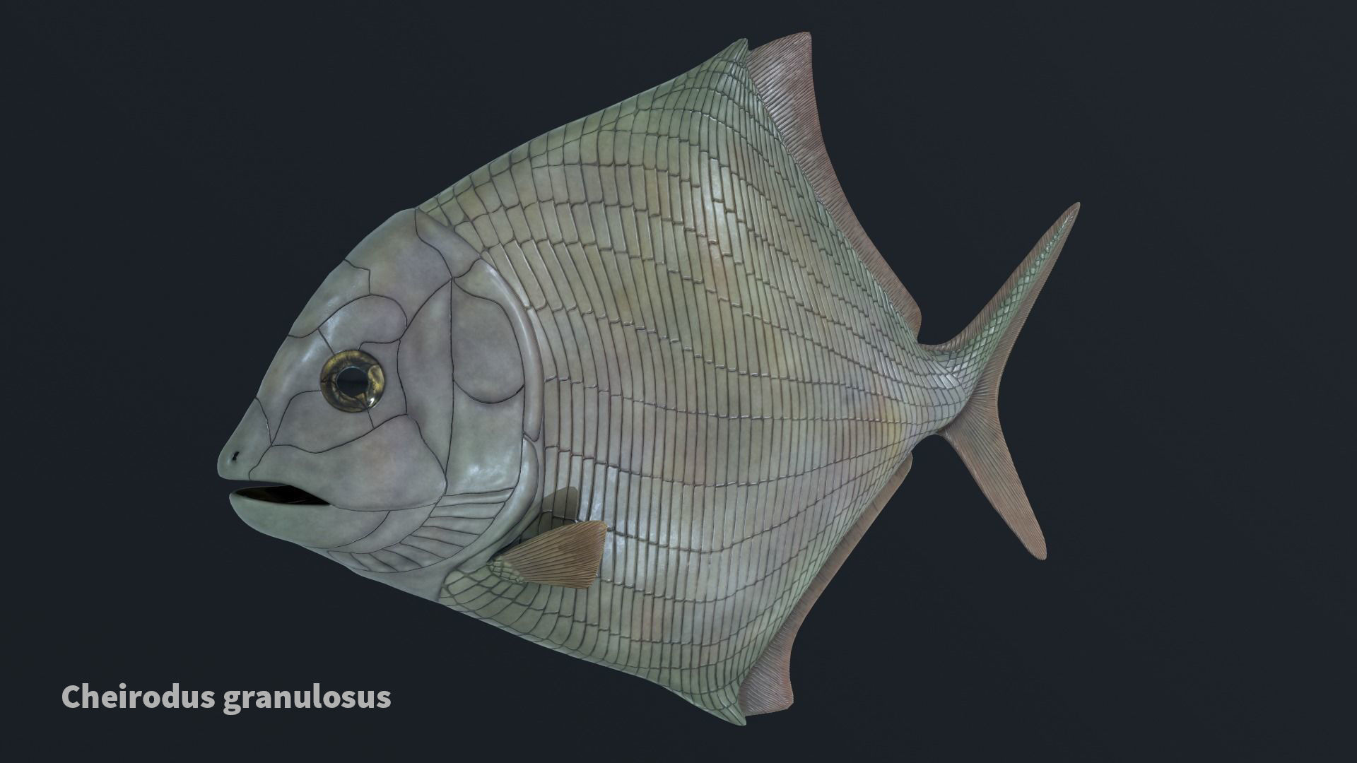 Extinct animals pack version 9 Low-poly 3D model_46