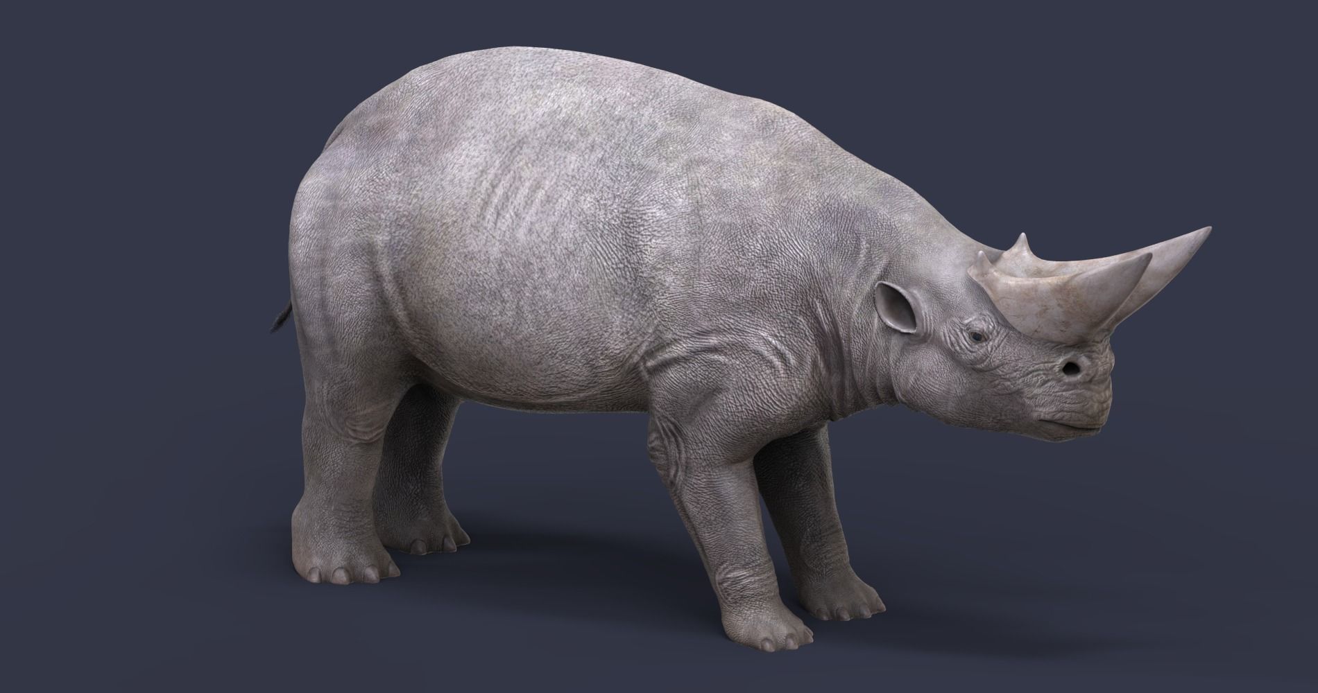 Extinct animals pack version 9 Low-poly 3D model_67