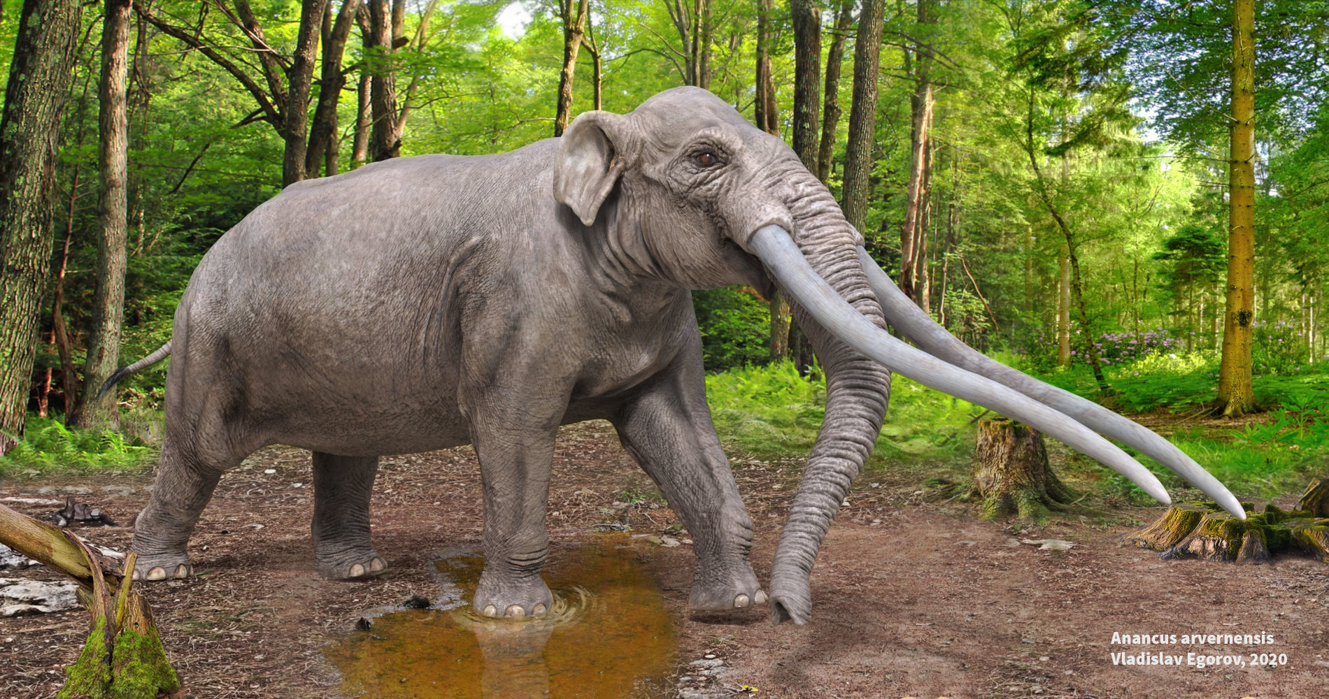 Extinct animals pack version 9 Low-poly 3D model_8