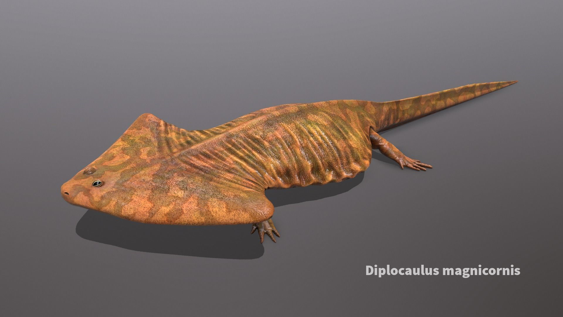 Extinct animals pack version 9 Low-poly 3D model_75