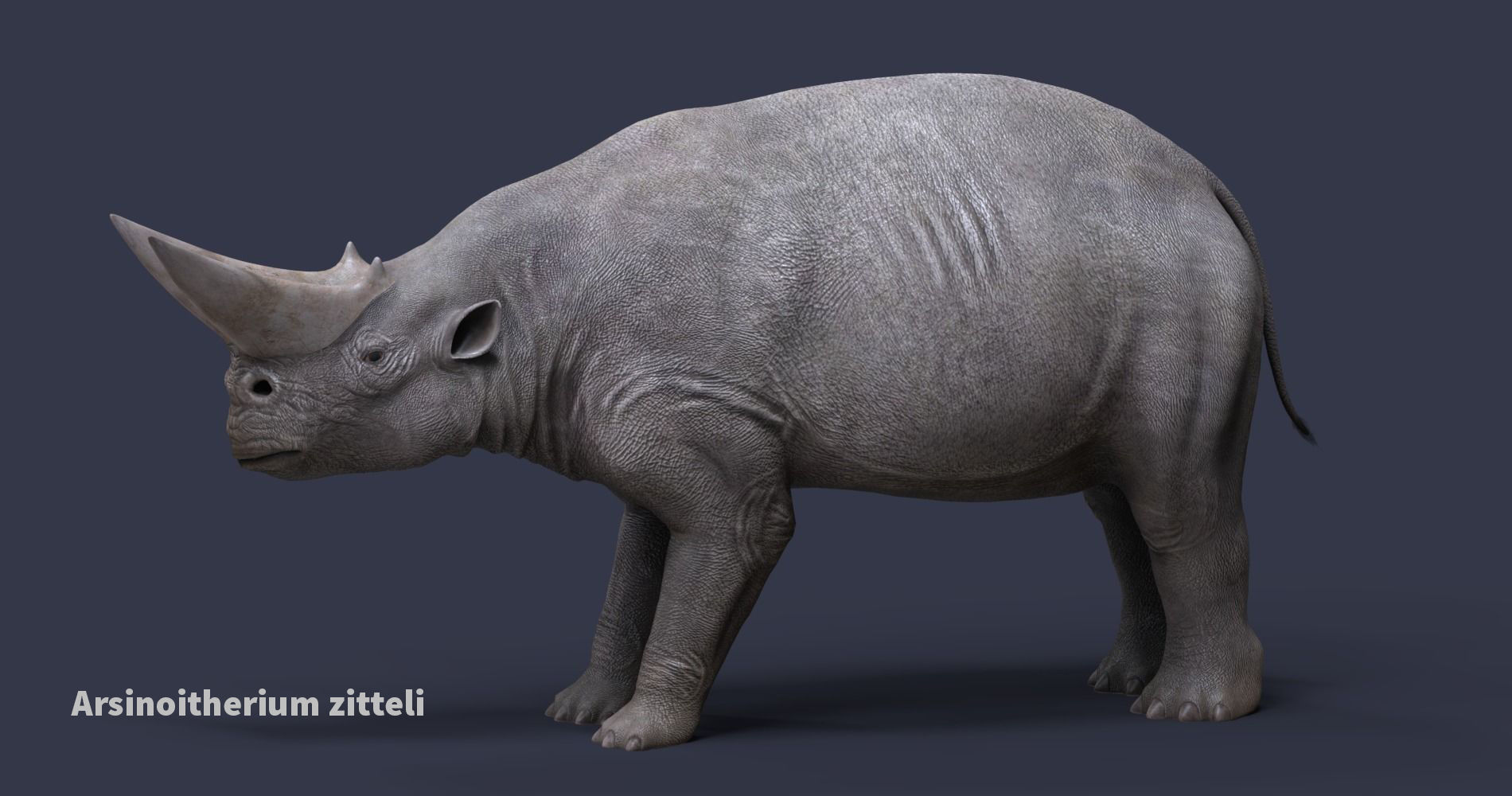 Extinct animals pack version 9 Low-poly 3D model_64