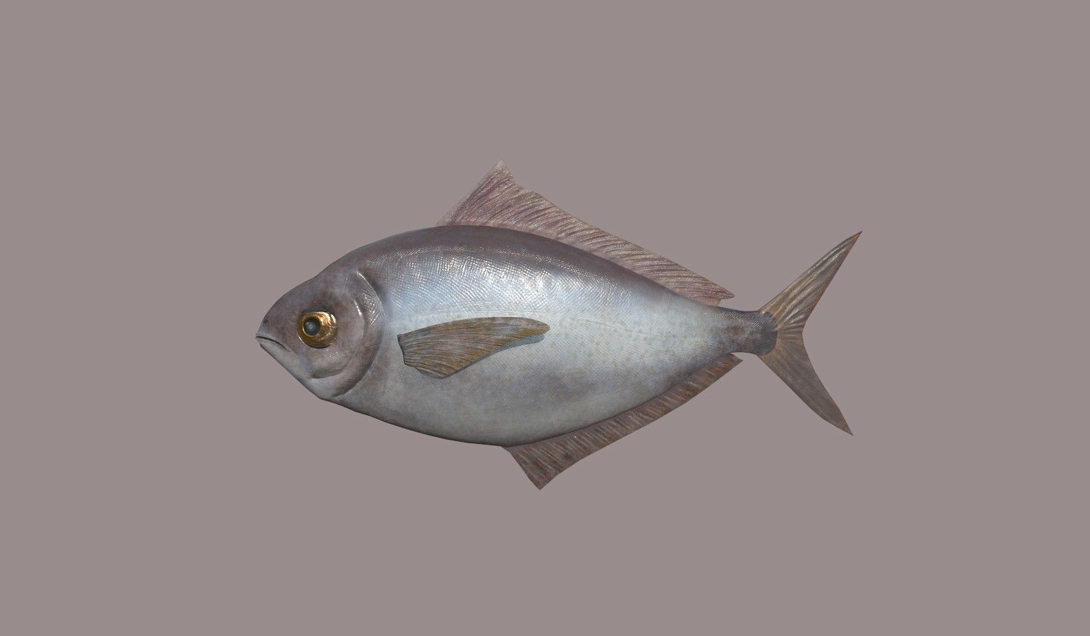 ButterFish fish Low-poly 3D model_6