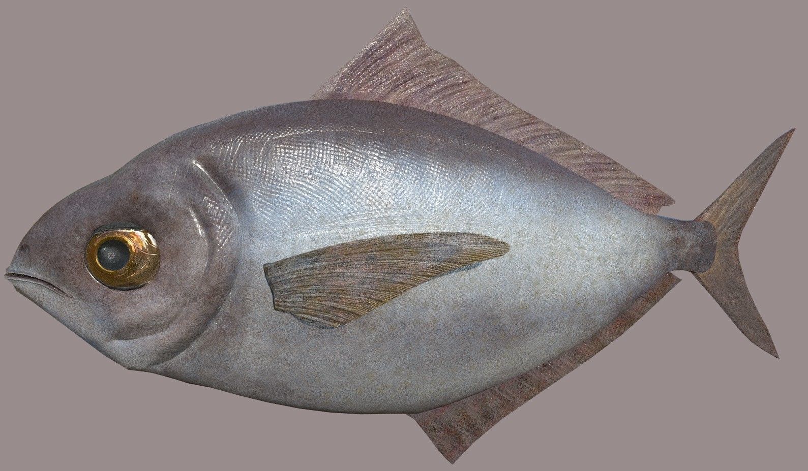 ButterFish fish Low-poly 3D model_9